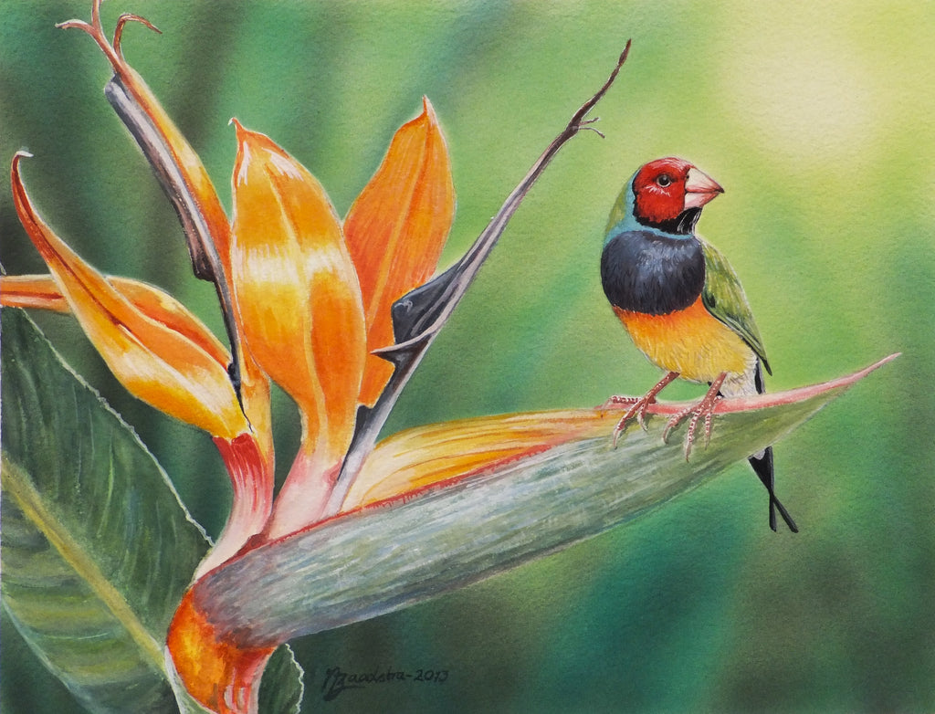 Paradise Finch Print