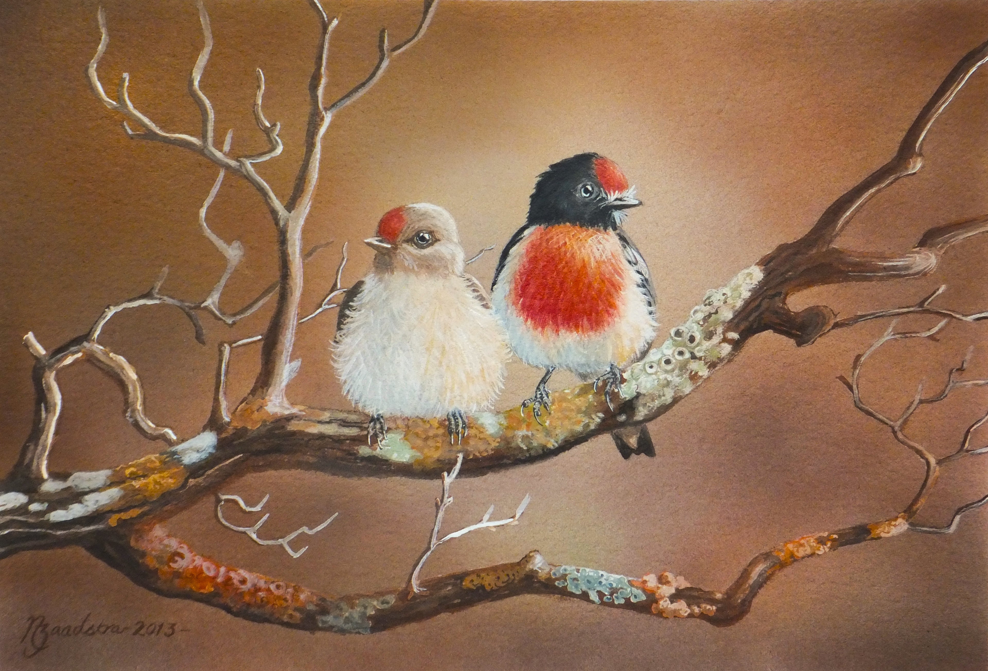 Red Capped Robins